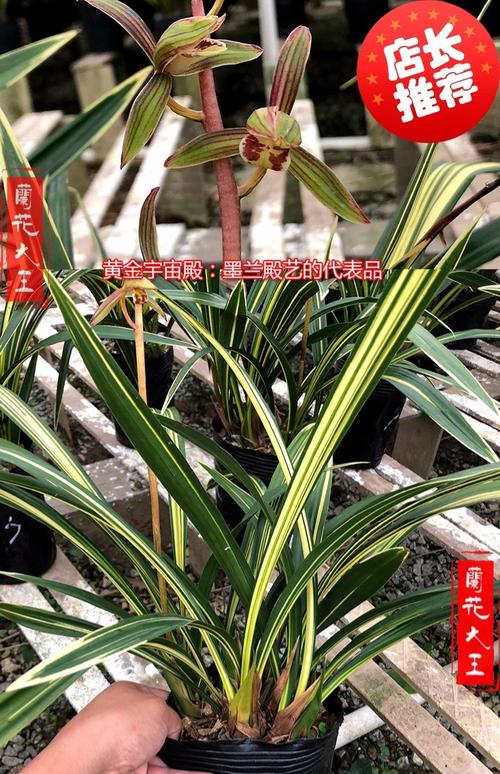 兰花苗浓香宽叶兰花宇宙殿线艺金边建兰墨兰四季兰花蕙兰带花绿植_7折