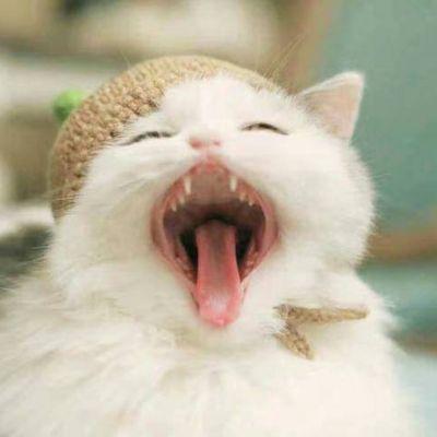 盖世~可爱猫狗头像_微信头像_我要个性网