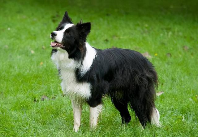 这辈子请一定养一只边牧