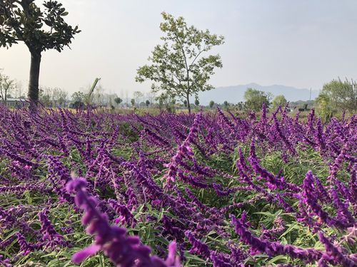我们一起看花开花落 云卷云舒 (2020 年)