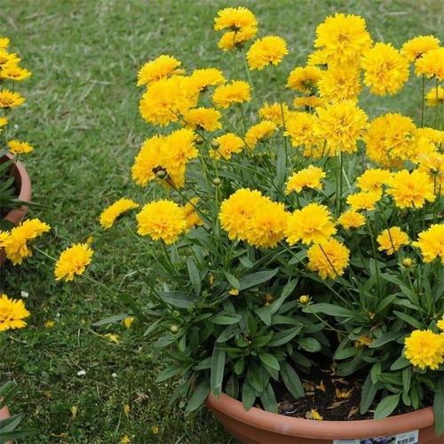 花圃新货供应金鸡菊种子黄色多年生金鸡菊种子景逸种业