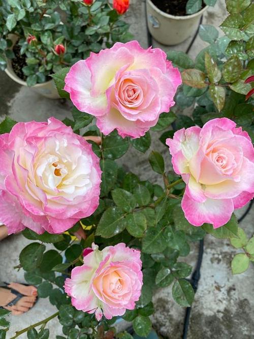 六翼天使,优秀的盆栽月季,花又美又香,四季都开花,阳台也能养