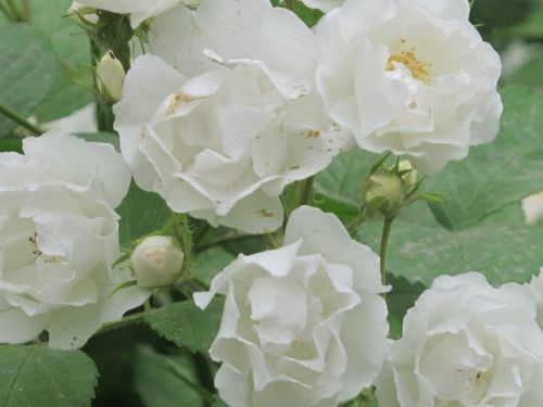 [转载]白色蔷薇花