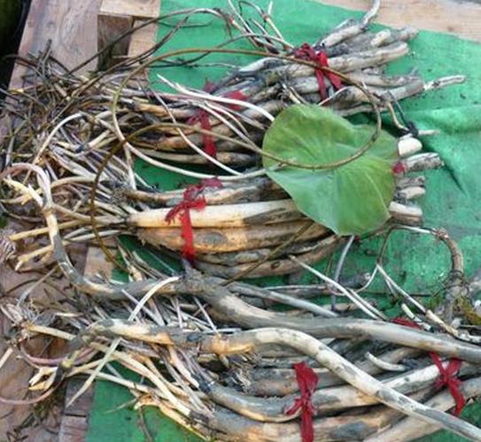 基地:河塘荷花种藕 莲藕种苗 盆栽荷花种根 莲藕苗