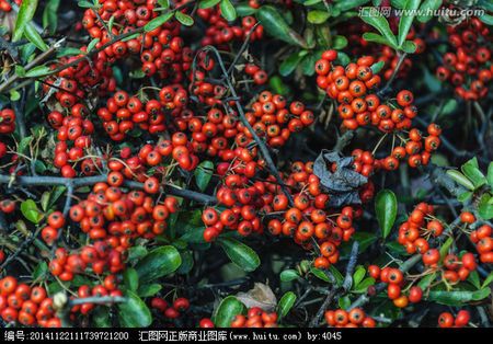 果实是红色小珠珠的植物,叫什么名字