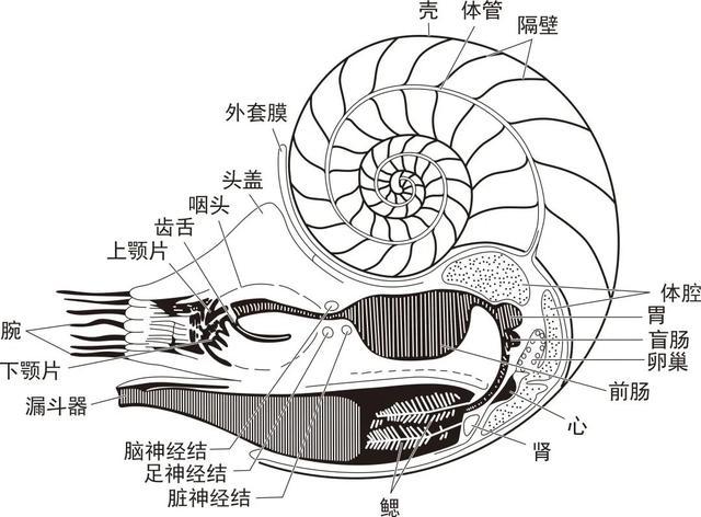 不好意思我们又见面了,现生鹦鹉螺(nautilus)结构(图源:参考文献