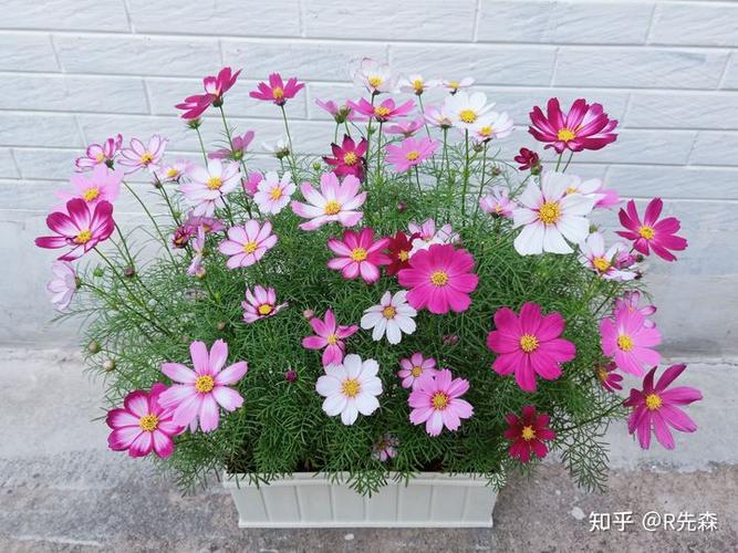 波斯菊怎么种植