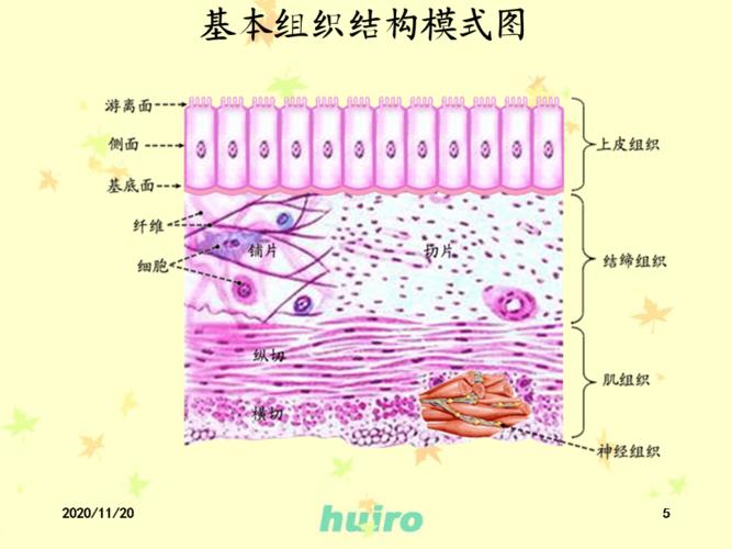 第一章上皮组织