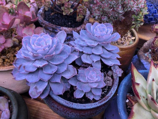 多肉植物色彩斑斓之大年初七,蓝色系多肉,祝花友青出于蓝胜于蓝