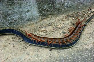 世界上最大的3米蜈蚣