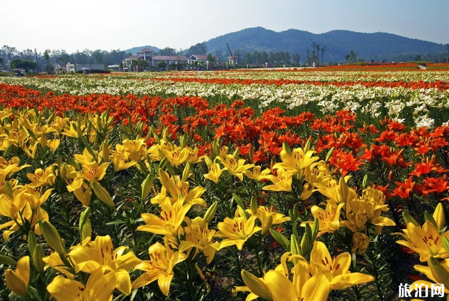 2020佛山里水百合花文化周交通管制 时间地点