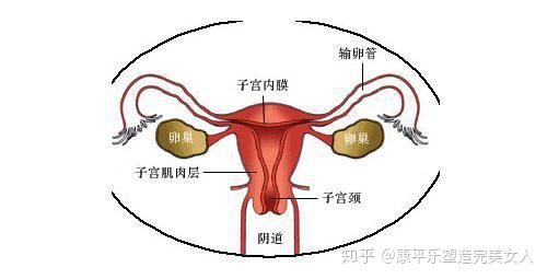 关于子宫颈你必须要了解这些事