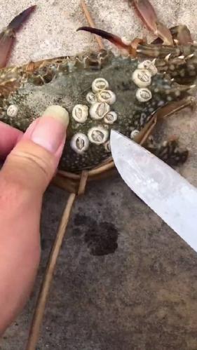 长满藤壶的螃蟹,藤壶不会放过任何一个赖以生存的环境