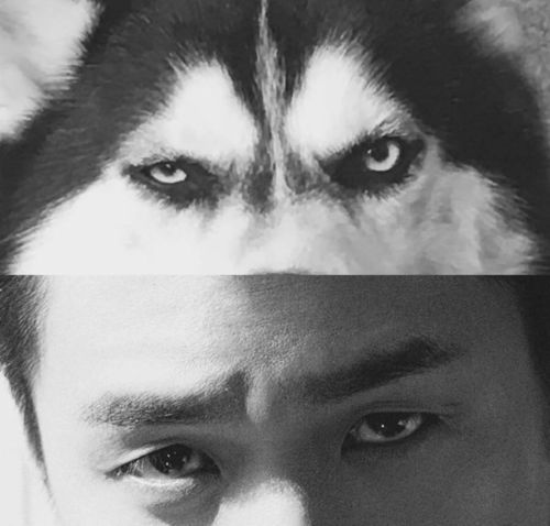 张若昀知道自己被称作二哈丝毫不生气,反而是经常模仿哈士奇的各种