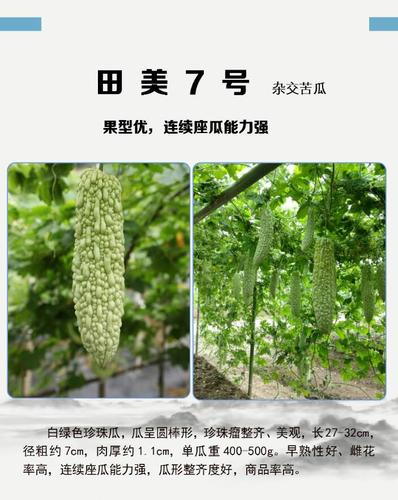高端苦瓜好品种都在这