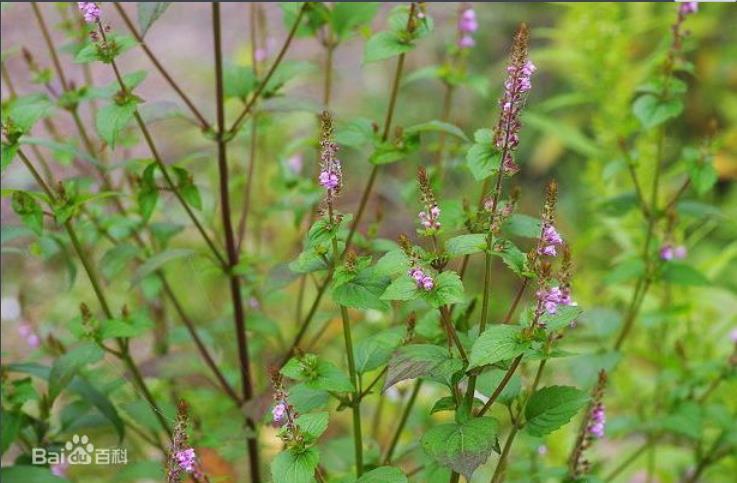 草药野荆芥(狗潠尿)