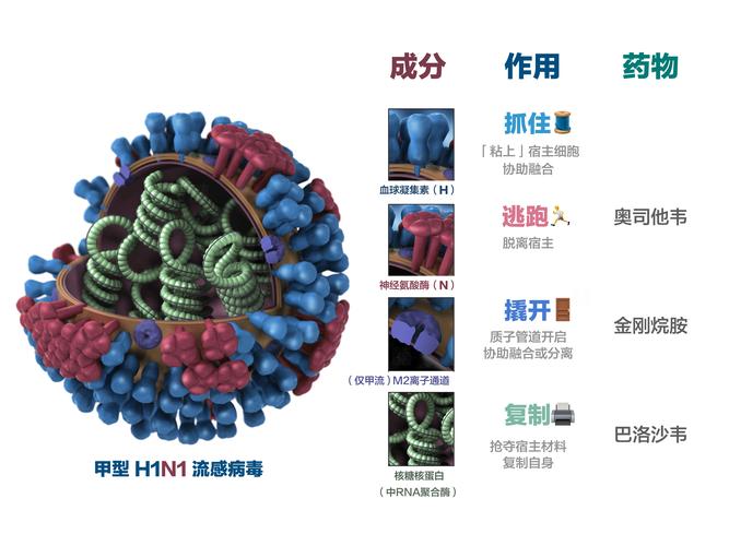 数字里的感冒,流感和新冠肺炎