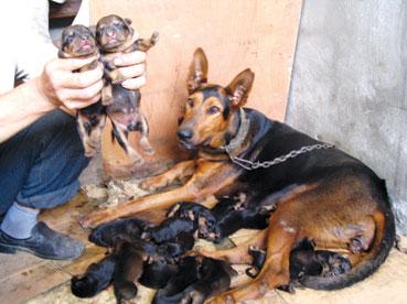 狼狗一天生16仔