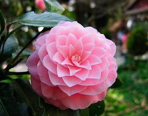 山茶花的品种有哪些山茶花品种及图片大全