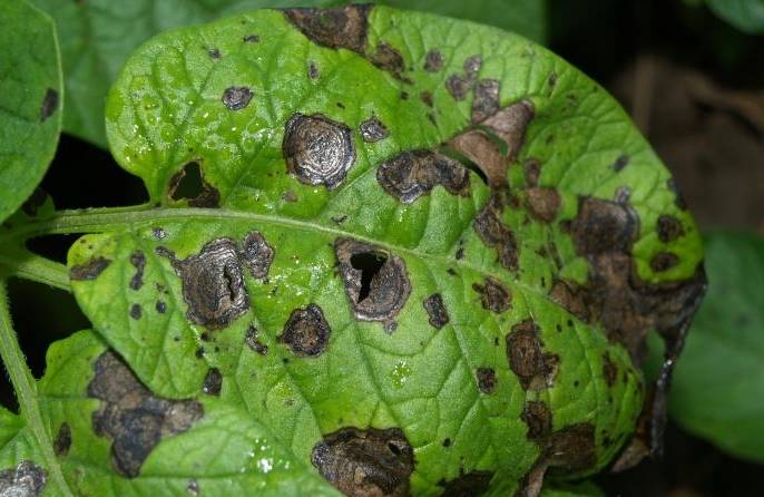 马铃薯疫病