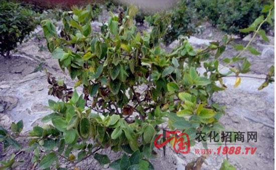 金银花根腐病怎么防治?