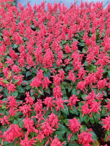 拉尔维亚,象牙红,西洋红等,为唇形科鼠尾草属植物,一串红花序修长,色