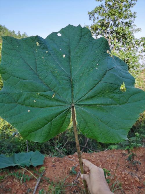 叶子比得上3张脸庞那么大
