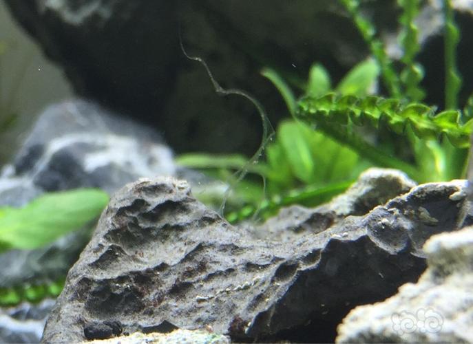 如题,是菌膜吗?怎么消灭?