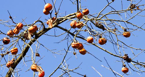 秋色柿子熟了染就秋天最美的风景