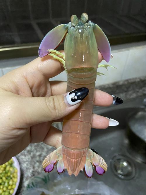 彩虹皮皮虾96你吃过吗_皮皮虾_摄影_海鲜_肉感_美食