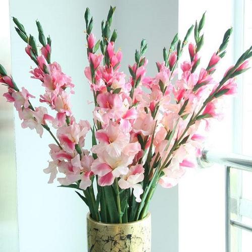 剑兰的花语和寓意是什么剑兰可以随便送人吗