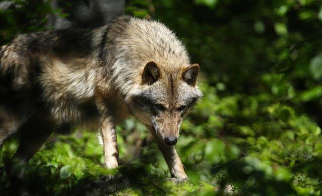 野生动物|狼王|野狼|狼群_网易订阅