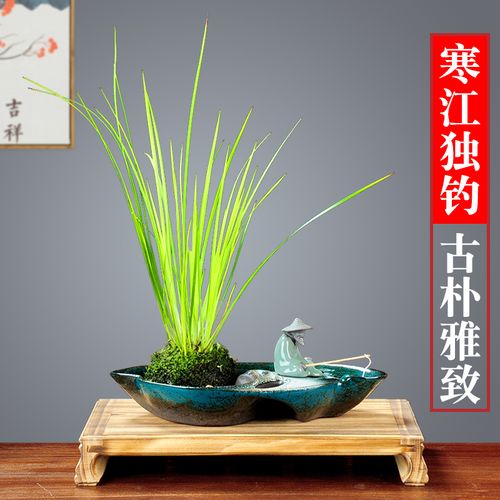 黄金姬菖蒲苔藓球盆栽金钱胧月驱蚊植物室内桌面盆景好养水培绿植