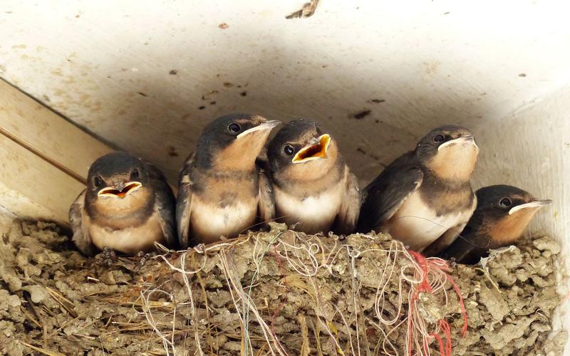 屋檐下的可爱燕子宝宝创意摄影壁纸