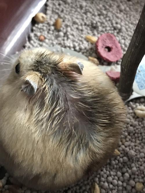 能不能帮我看看我的仓鼠这是怎么了,背上的毛这样越来