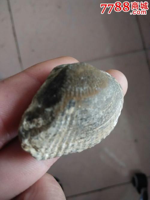 化石贝_天然贝壳_孔孟之道【7788收藏__收藏热线】