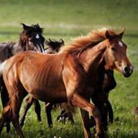 八匹骏马的微信头像图片【点击鼠标右键下载】