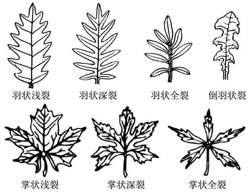 叶裂