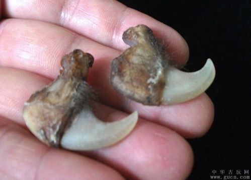 单个的外形尺寸31x30x9mm 缅甸孟加拉虎之爪:为后腿小爪,爪子有部分还