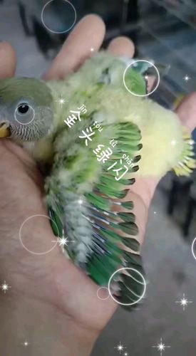 手养牡丹鹦鹉#金头绿闪雏鸟_牡丹_手养牡丹鹦鹉_宠物