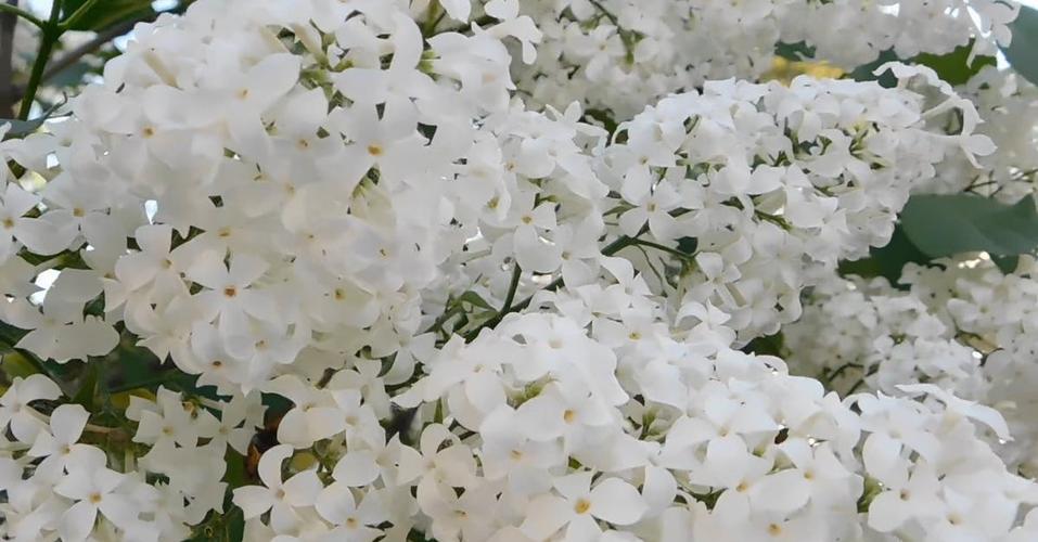 1116598|白色的丁香花花瓣免费素材视频