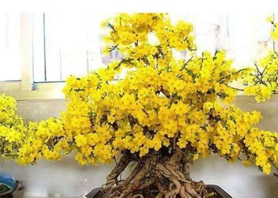 迎春花盆景,现在起施1种肥,花期开花又多又艳丽!