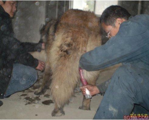 >> 人工取精怎么回事  人工受孕怎么取精答:精液的制备夫精人工授精前