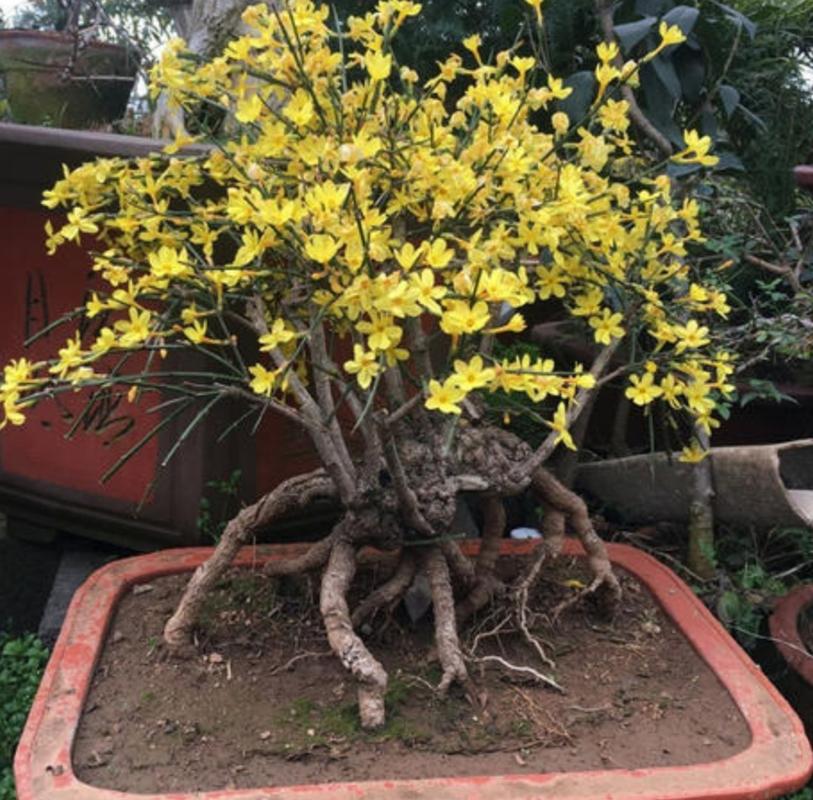 养迎春花盆景,10月补上"1种肥",花芽长得多