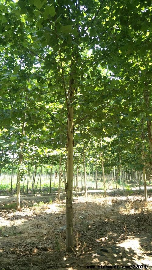 济宁龙德法桐李营速生法桐基地