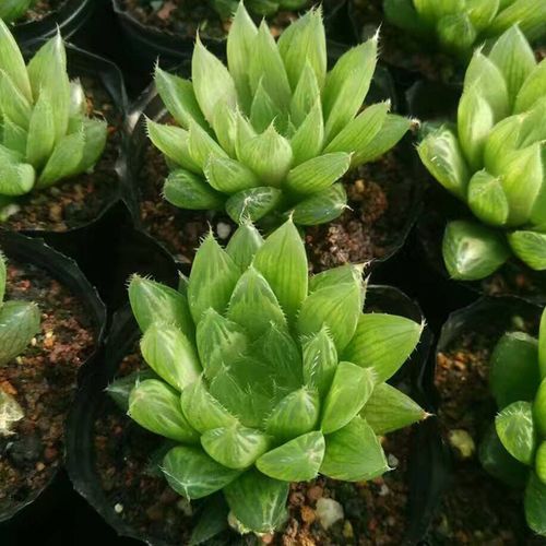 漳州多肉植物批发 水晶宝草 约4-6cm裸根 花卉盆栽绿植园艺微景观