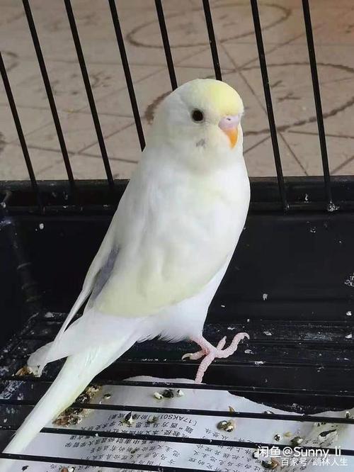 牡丹鹦鹉美图欣赏