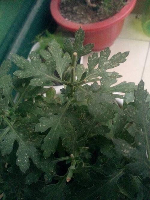 请帮我看下这菊花的叶子怎么了?要怎么救?