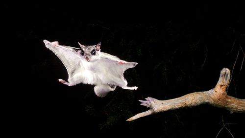 380元一只,网红宠物飞鼠背后现猎售利益链,提醒:野生飞鼠当宠物存健康