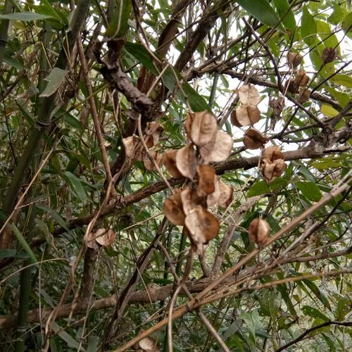 高山上挖出这么大的野萆薢,不知道值钱不